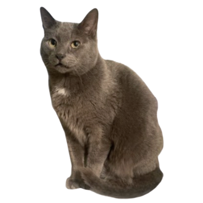 George the cat